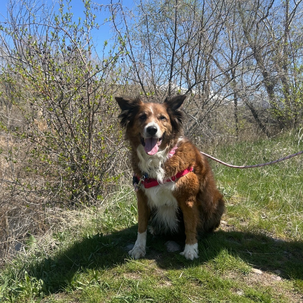 Daisy