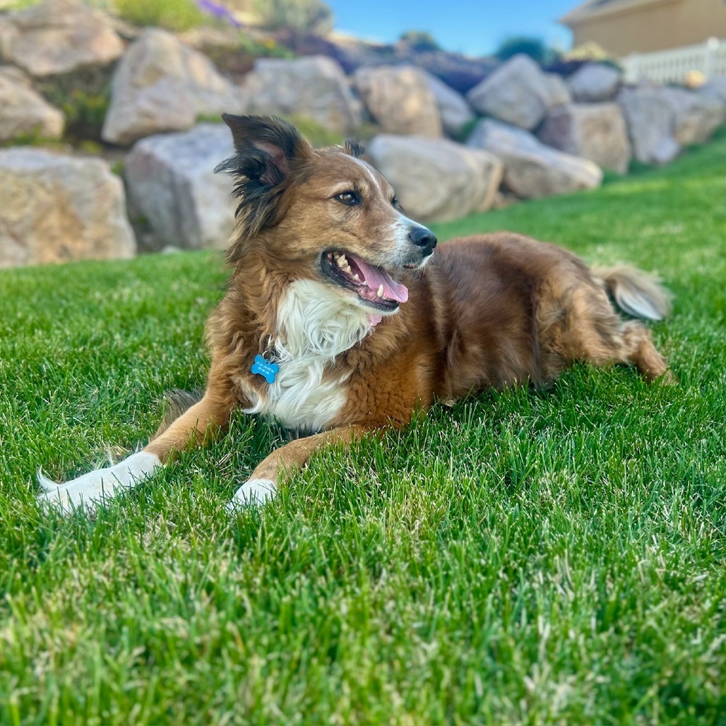 Daisy