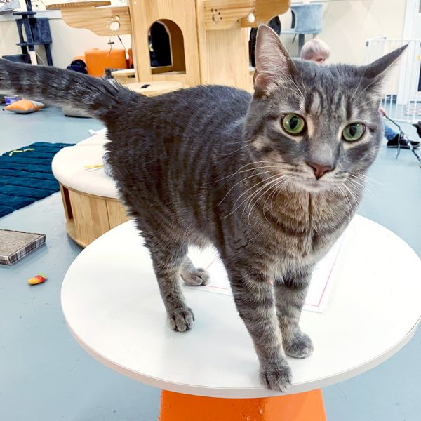 Cortez @pawz Pet Cafe thumbnail 1