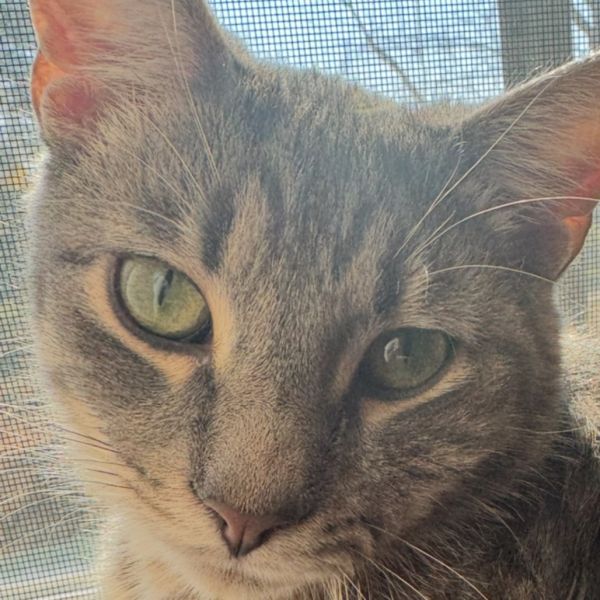 Cortez @pawz Pet Cafe thumbnail 2