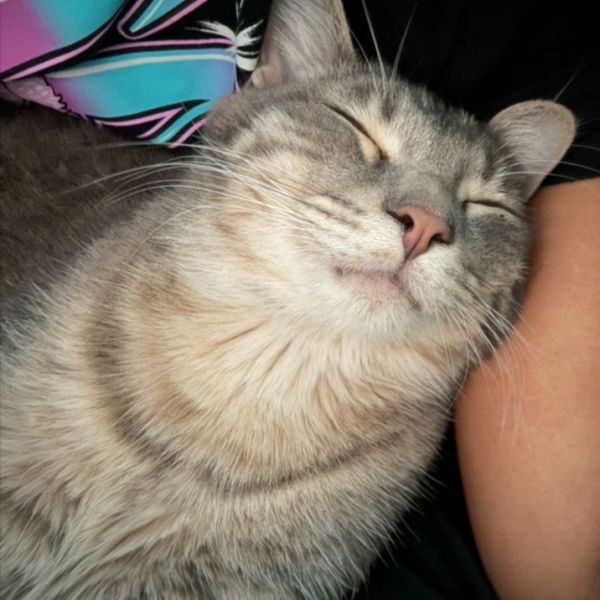 Cortez @pawz Pet Cafe thumbnail 3