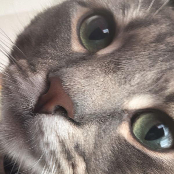 Cortez @pawz Pet Cafe thumbnail 4