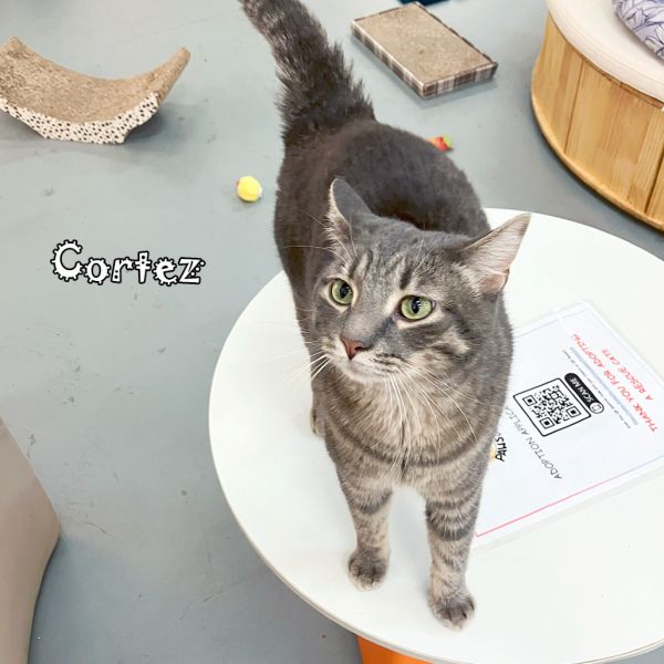 Cortez @pawz Pet Cafe thumbnail 5