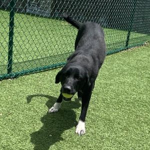Chili 0439, Senior Female Black Labrador Retriever