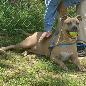 Cinnamon 7543, Adult Female Mixed Breed