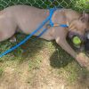 Cinnamon 7543 photo 3
