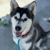Hachi photo 1