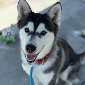 Hachi, Young Male Siberian Husky