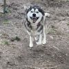 Hachi photo 2
