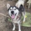 Hachi photo 3