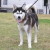 Hachi photo 4