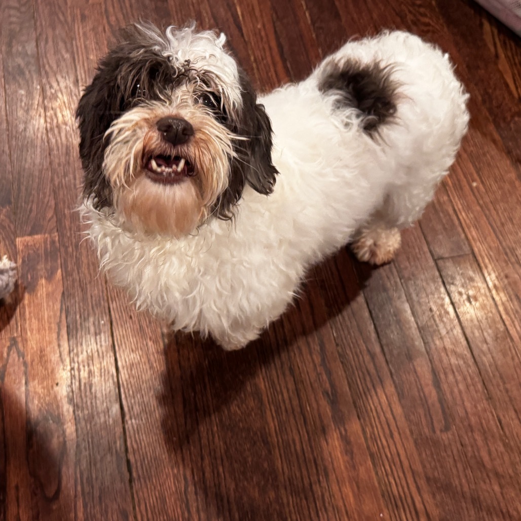 Bitsy, an adoptable Havanese in Chicago, IL, 60641 | Photo Image 1