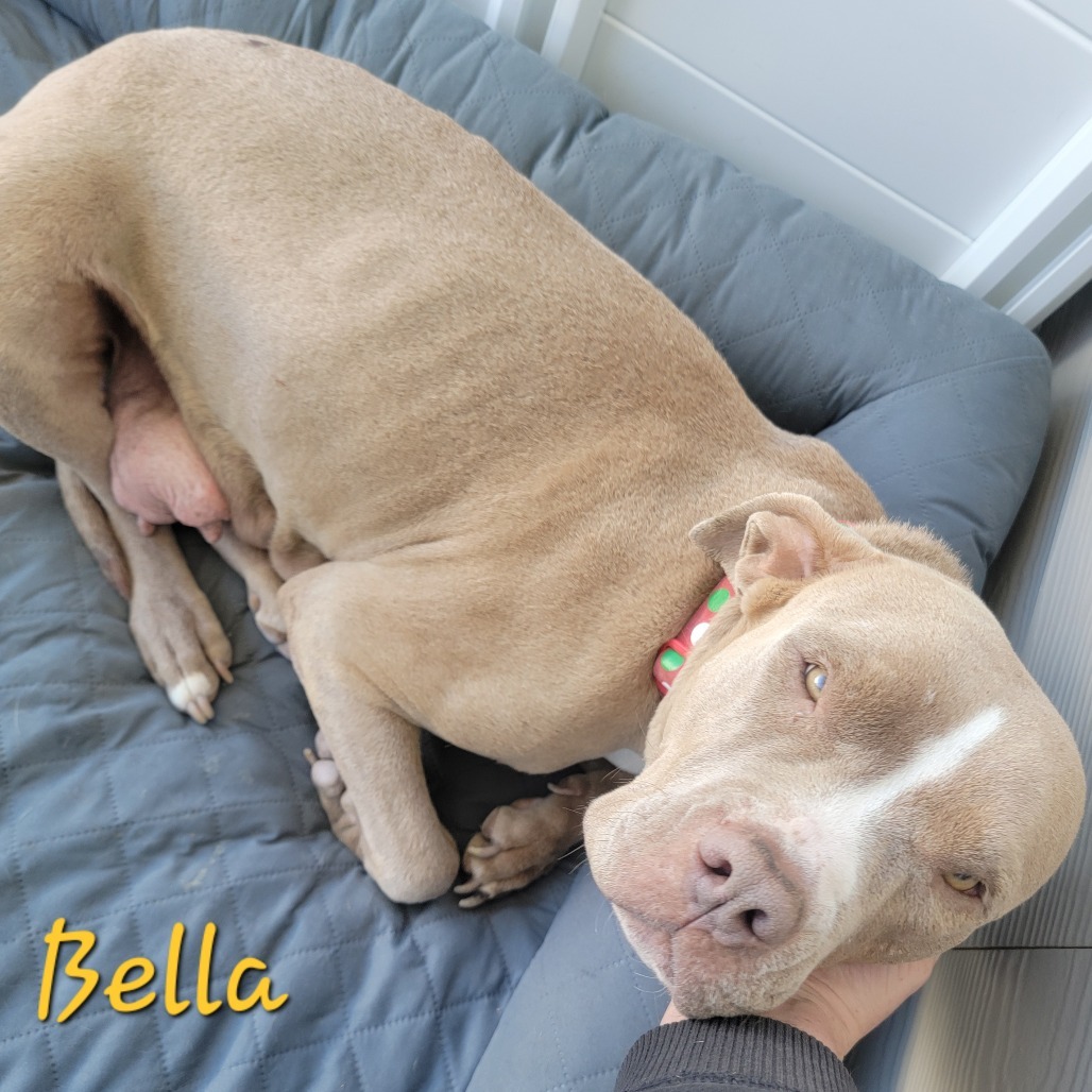 Bella