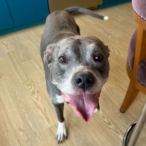 Hero that will steal your heart faster than you can say fetch Hero the sweet Pittie is 70 pound