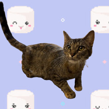 Mallo, an adoptable Domestic Short Hair in Tuscaloosa, AL, 35401 | Photo Image 1