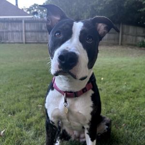 Peppa, Adult Female Mixed Breed