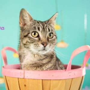 Nora, Young Female Domestic Short Hair