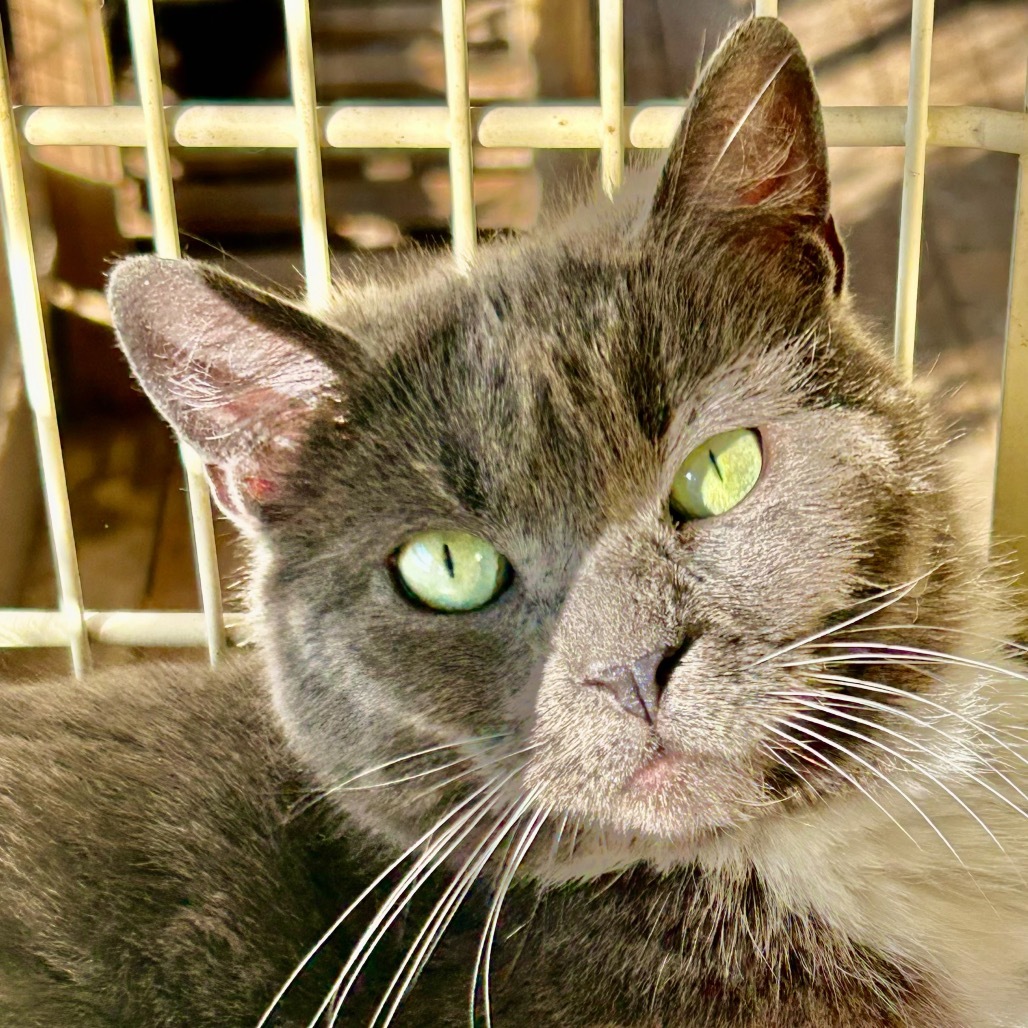 Daisy, an adoptable Domestic Short Hair in Nampa, ID, 83686 | Photo Image 1