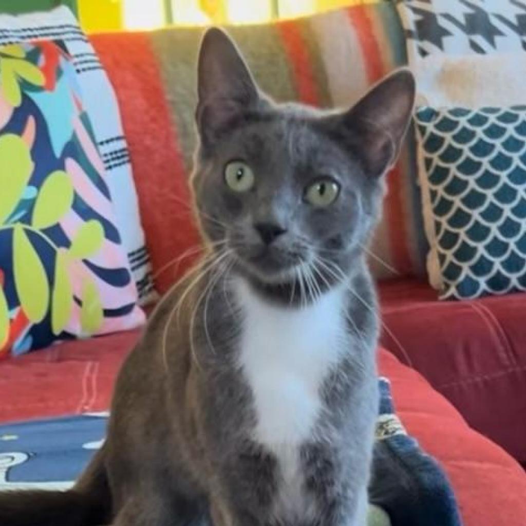 Daisy, an adoptable Domestic Short Hair in Nampa, ID, 83686 | Photo Image 2