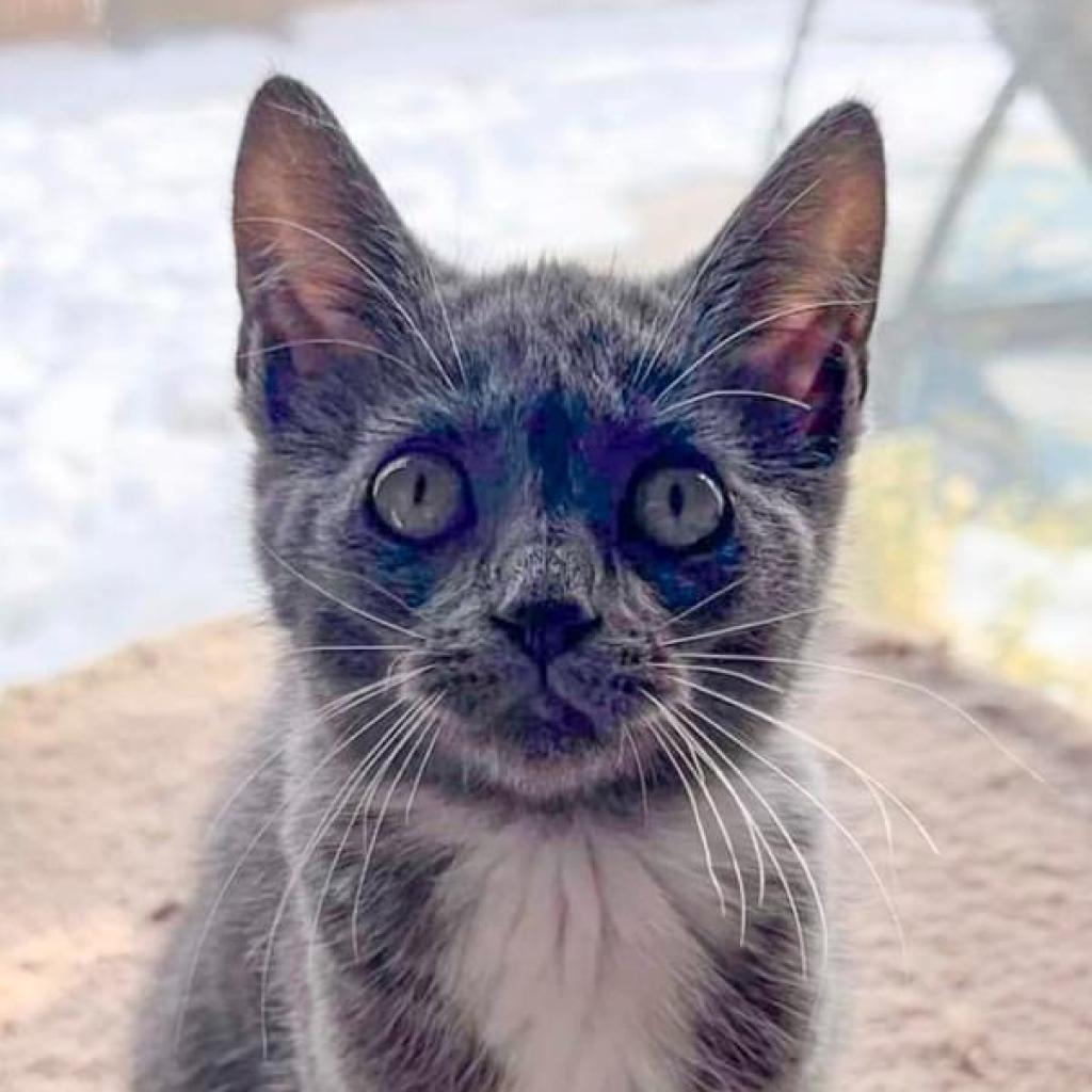 Daisy, an adoptable Domestic Short Hair in Nampa, ID, 83686 | Photo Image 3