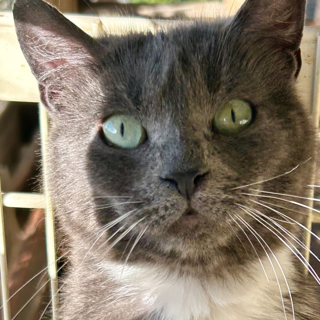 Daisy, an adoptable Domestic Short Hair in Nampa, ID, 83686 | Photo Image 4