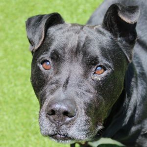 Beef Jerky, Adult Male Pit Bull Terrier