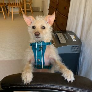 Shasta is a 6-year-old terrier mix whos all about her people Shes super cuddly incredibly loving