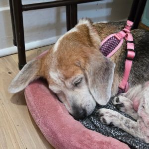 Daisy, Senior Female unknown