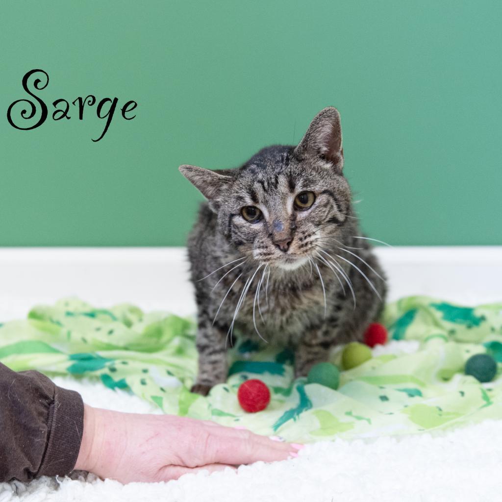 Sarge