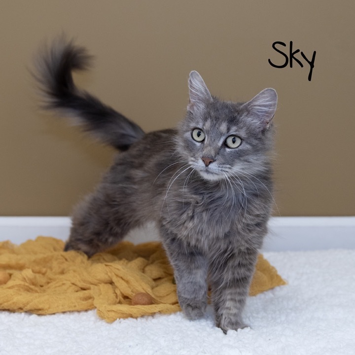 Sky