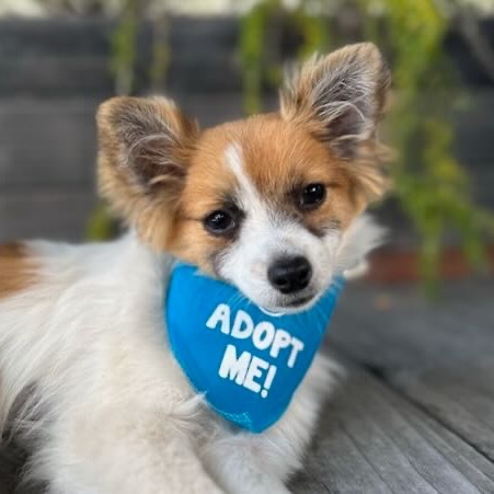 Bindi, an adoptable Papillon in Pacific Grove, CA, 93950 | Photo Image 1