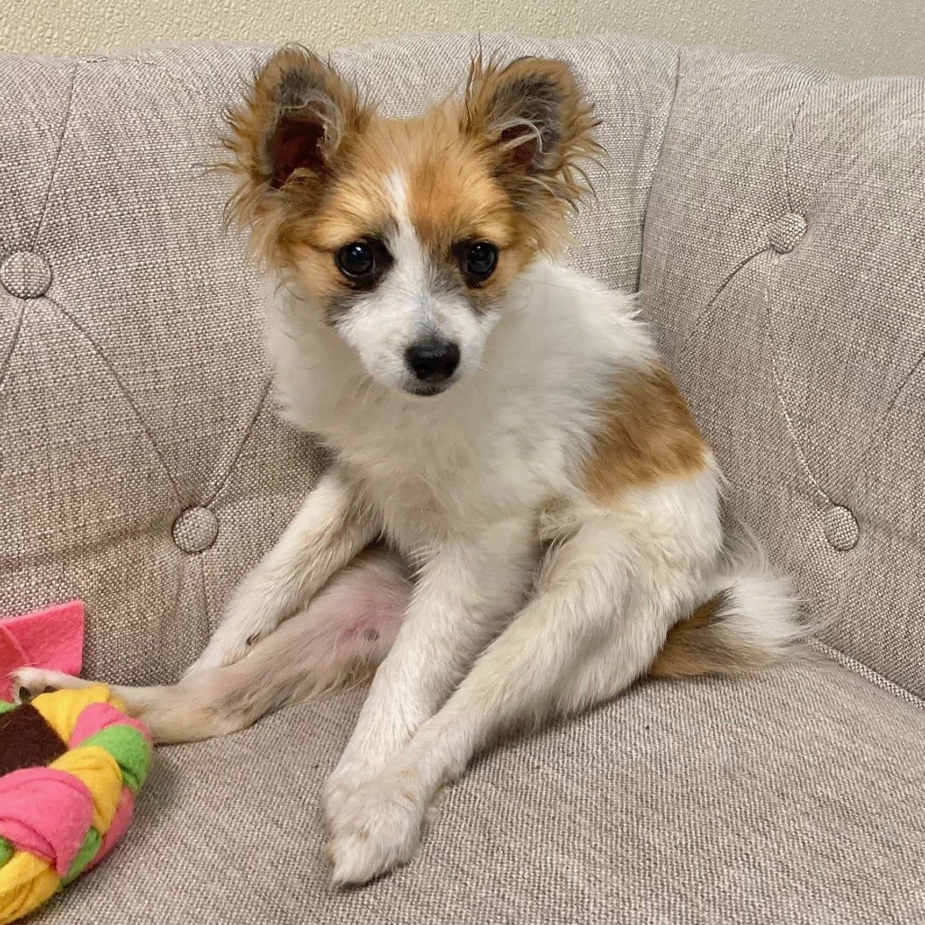 Bindi, an adoptable Papillon in Pacific Grove, CA, 93950 | Photo Image 2