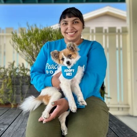 Bindi, an adoptable Papillon in Pacific Grove, CA, 93950 | Photo Image 3