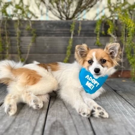 Bindi, an adoptable Papillon in Pacific Grove, CA, 93950 | Photo Image 4