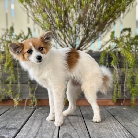 Bindi, an adoptable Papillon in Pacific Grove, CA, 93950 | Photo Image 5