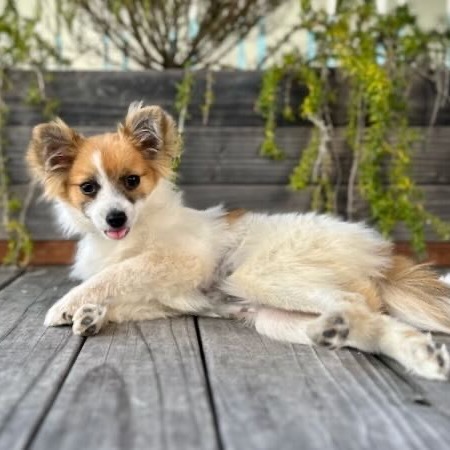 Bindi, an adoptable Papillon in Pacific Grove, CA, 93950 | Photo Image 6