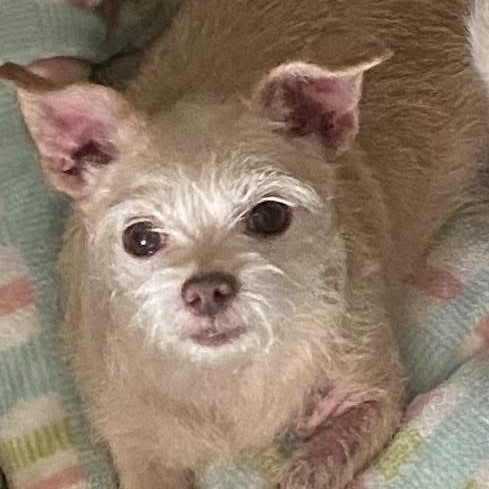 Honey (Dallas)