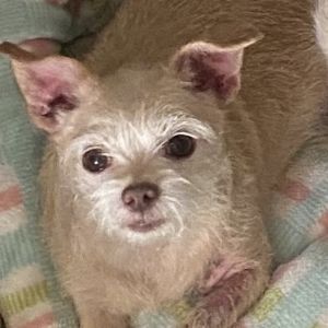 Honey is approx a 1-2 year old 14lb Cairn Terrier Honey was rescued with her two puppies Carmel and