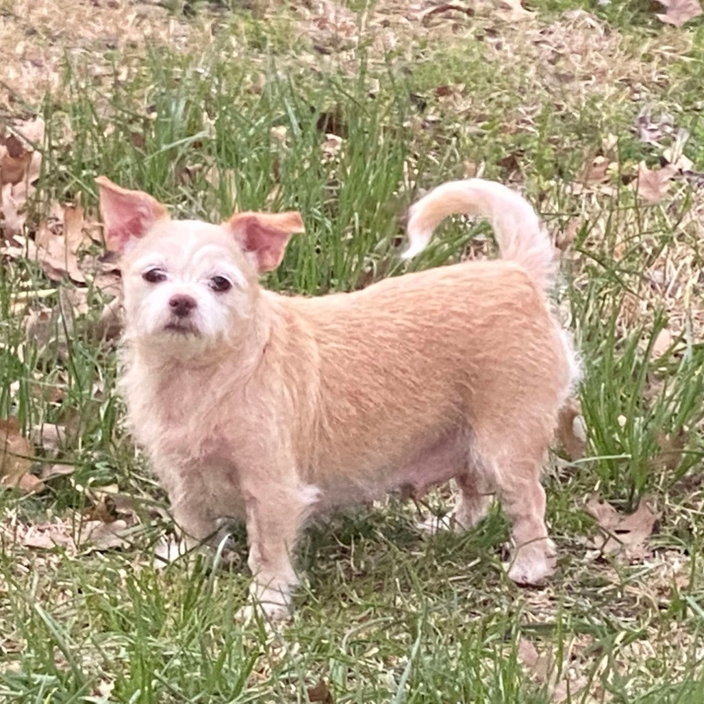 Honey (Dallas)