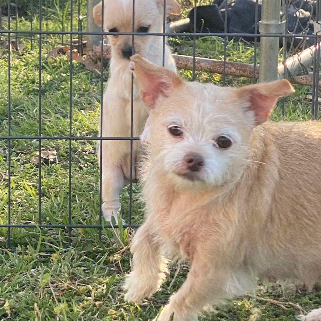 Honey (Dallas)