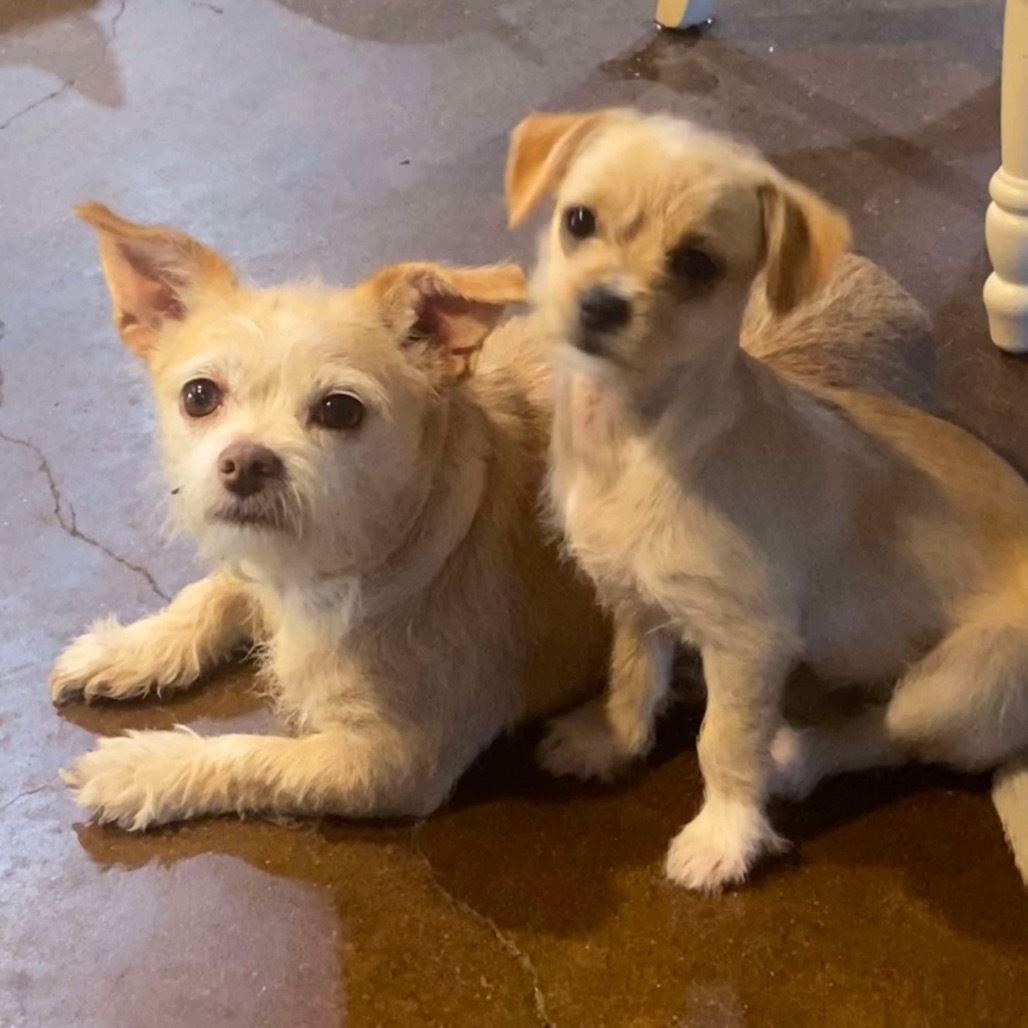 Honey (Dallas)