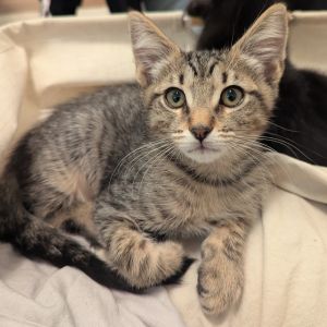 Meet Luca Luca is a beautiful tabby cat with vibrant stripes on his belly He 