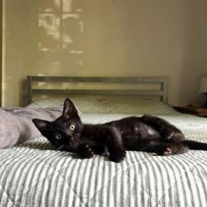Meet Giovanni also known by his nickname Nino He is an all black kitten with a