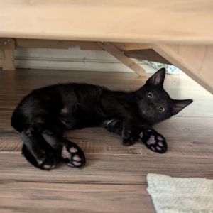 Meet Rafaelle also known as Rafi Rafi is a beautiful black kitten and extremel
