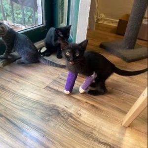 Meet Elio He is the sweetest little kitten and such a gentleman He crosses his