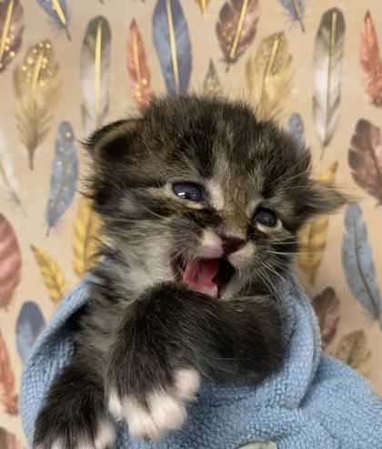 Paparazzi
