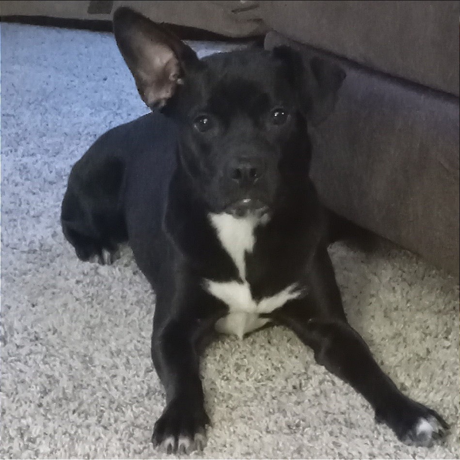 Lollita, an adoptable Black Labrador Retriever, French Bulldog in Beresford, SD, 57004 | Photo Image 1