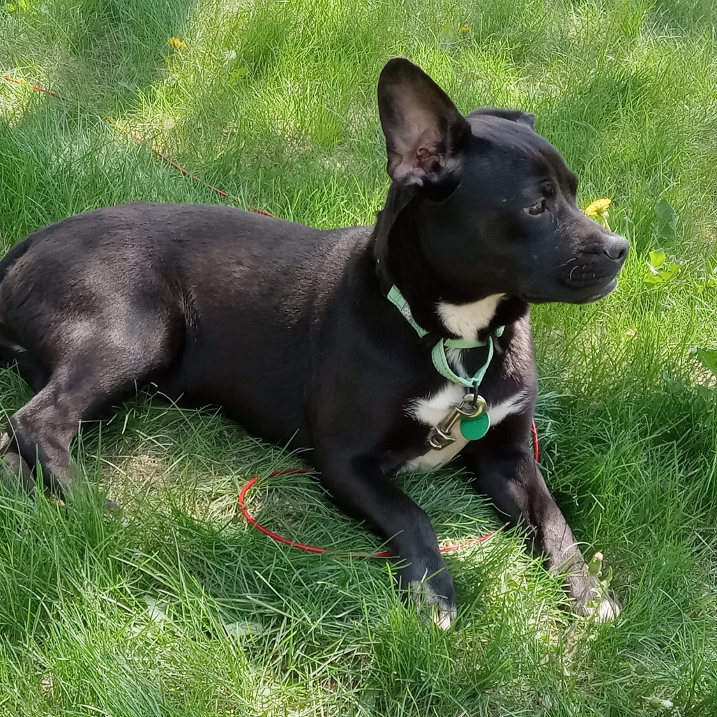Lollita, an adoptable Black Labrador Retriever, French Bulldog in Beresford, SD, 57004 | Photo Image 2