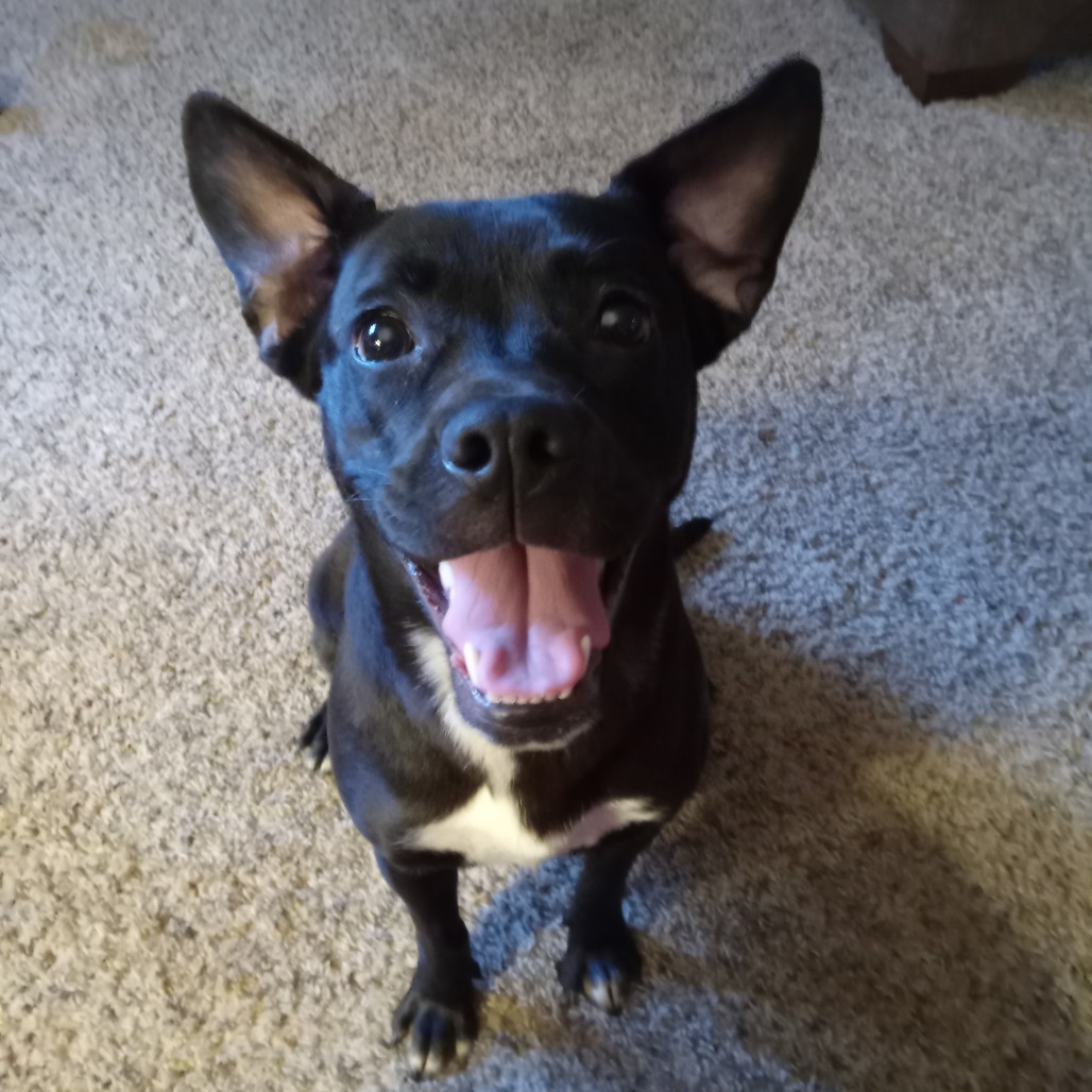 Lollita, an adoptable Black Labrador Retriever, French Bulldog in Beresford, SD, 57004 | Photo Image 4