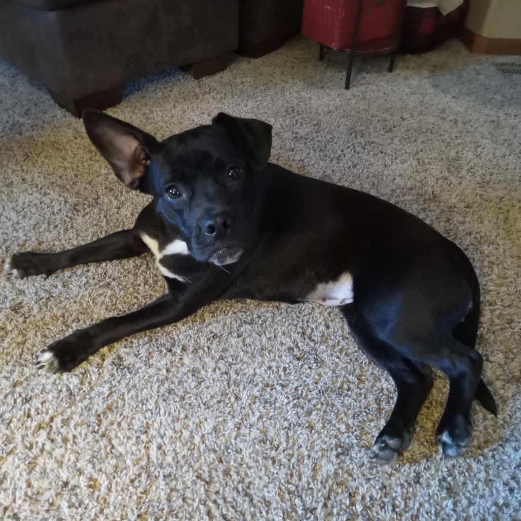 Lollita, an adoptable Black Labrador Retriever, French Bulldog in Beresford, SD, 57004 | Photo Image 6